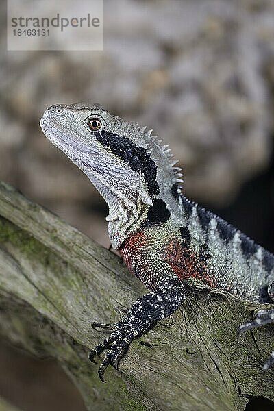 Bartagame (Pogona Vitticeps) erwachsene Eidechse Tierportrait  England  Vereinigtes Königreich  Gefangenschaft