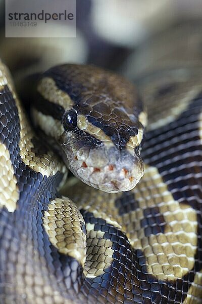 Königspython (Python regius) erwachsene Schlange Kopfporträt  England  Vereinigtes Königreich  captive