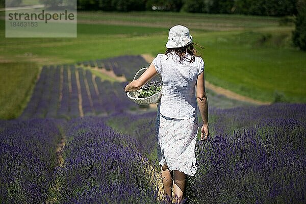 Eine Frau geht mit einem Korb durch ein Lavendelfeld. Polen  Polen  Europa