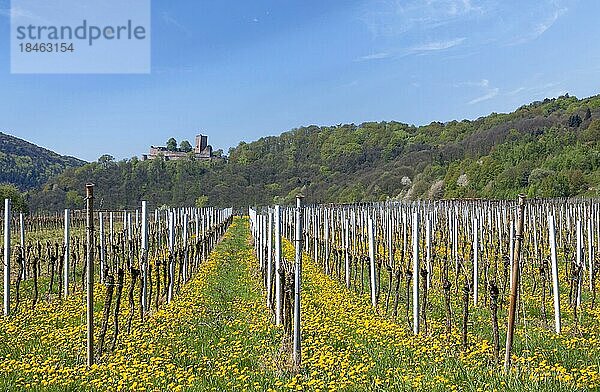 Blick über einem Weinfeld mit blühendem Löwenzahn auf den Pfälzerwald mit der Burgruine Landeck  Südpfalz  Pfalz  Rheinland-Pfalz  Deutschland  Europa