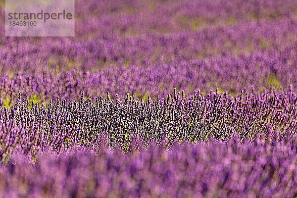 Lavendelblüte (Lavandula)  Lavendelfeld bei Banon  Provence  Pays de Banon  Département Alpes-de-Haute-Provence  Frankreich  Europa