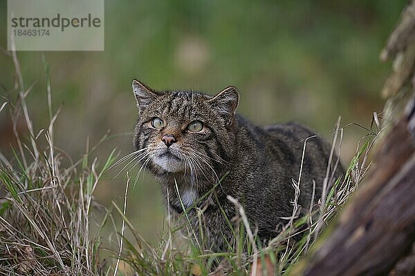 Europäische Wildkatze (Felis silvestris) erwachsenes Tierporträt  Großbritannien  Europa