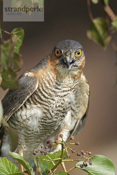 Sperber (Accipiter nisus) erwachsener männlicher Vogel Tierporträt  England  Großbritannien  Europa