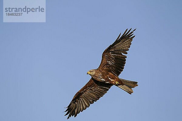 Schwarzmilan (Milvus migrans)  Altvogel im Flug  England  Großbritannien  Europa