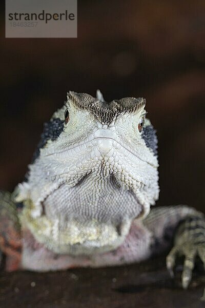 Bartagame (Pogona Vitticeps) erwachsene Eidechse Tierportrait  England  Vereinigtes Königreich  Gefangenschaft