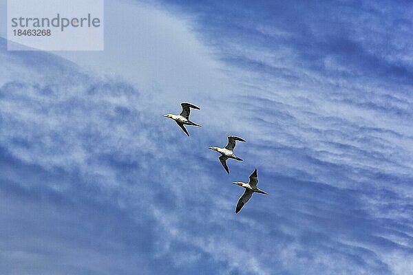 Drei Basstölpel (Morus bassanus) fliegen am Wolkenhimmel  Farne Islands  Farne-Inseln  Northumberland  England  Großbritannien  Europa