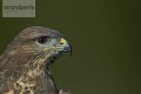 Mäusebussard (Buteo buteo) erwachsener Vogel Kopf Portrait  England  Großbritannien  Europa