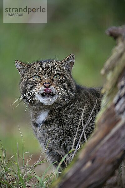 Europäische Wildkatze (Felis silvestris)  erwachsenes Tier streckt die Zunge heraus  Großbritannien  Europa