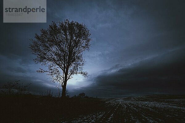 Silhouette eines einsamen Baumes am Abend mit bewölktem Himmel im Hintergrund