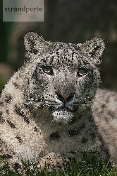 Schneeleopard (Panthera uncia) erwachsenes Tier Kopf Portrait  England  Vereinigtes Königreich  Gefangenschaft