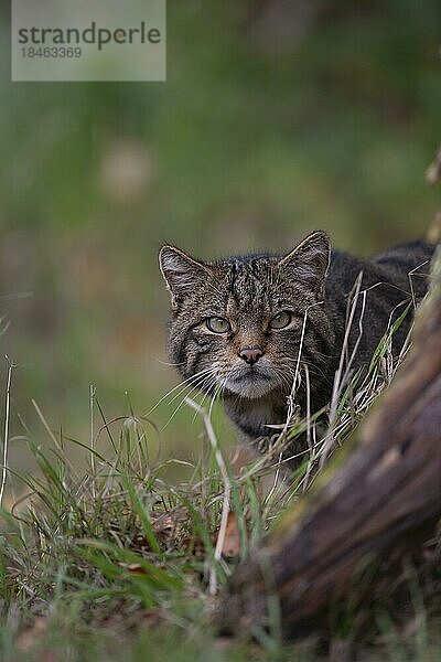 Europäische Wildkatze (Felis silvestris) erwachsenes Tier Kopfporträt  Großbritannien  Europa