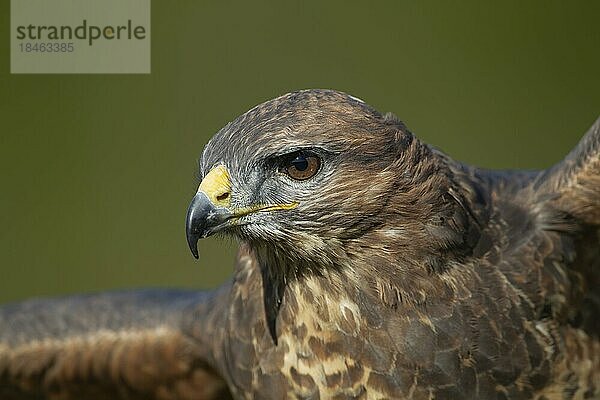 Mäusebussard (Buteo buteo) erwachsener Vogel Kopf Portrait  England  Großbritannien  Europa