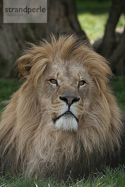 Afrikanischer Löwe (Panthera leo) erwachsenes männliches Tier Kopfportrait  England  Vereinigtes Königreich  Gefangenschaft