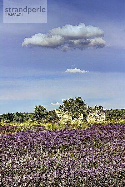 Lavendelblüte (Lavandula)  Lavendelfeld bei Sault  Provence  Département Vaucluse  Frankreich  Europa