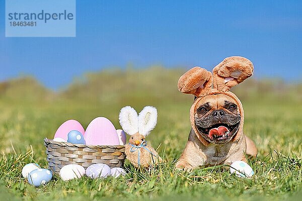 Frohe Ostern Französische Bulldogge Hund mit Kaninchen Kostüm Ohren neben Ostereier