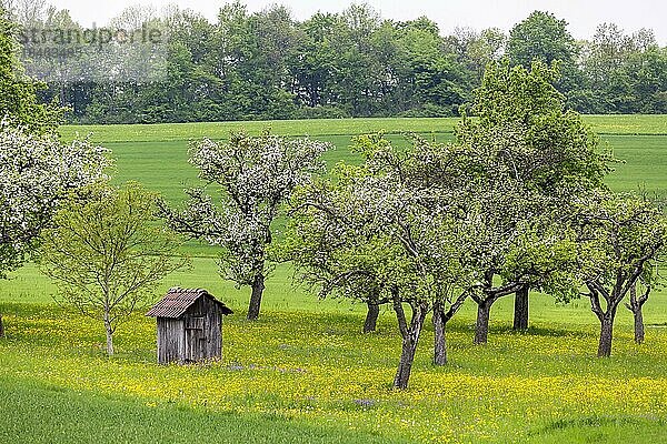 Wiese im Frühling mit blühendem Obstbaum und Holzhütte  Landschaft auf der Schwäbischen Alb  Dornstadt  Baden-Württemberg  Deutschland  Europa
