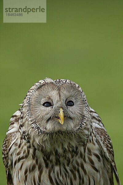 Habichtskauz (Strix uralensis) erwachsener Vogel Kopfportrait  England  Vereinigtes Königreich  captive