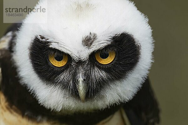 Brillenkauz (Pulsatrix perspicillata) erwachsener Vogel Kopf Portrait  England  Vereinigtes Königreich  Gefangenschaft