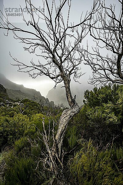 Wolkenverhangene Berge  abgestorbene Bäume zwischen grüner Vegetation  Pico Arieiro zum Pico Ruivo Wanderung  Zentralgebirge Madeira  Madeira  Portugal  Europa