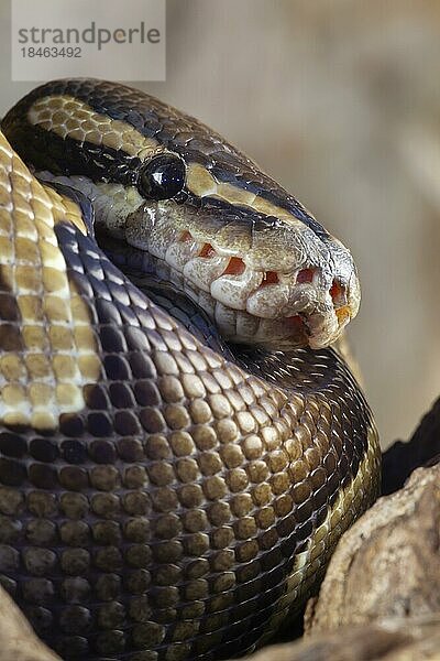 Königspython (Python regius) erwachsene Schlange Kopfporträt  England  Vereinigtes Königreich  captive