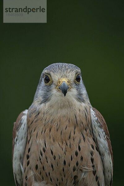 Turmfalke (Falco tinnunculus) erwachsener Vogel Tierporträt  England  Großbritannien  Europa