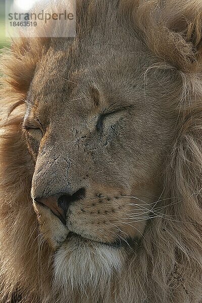 Afrikanischer Löwe (Panthera leo) erwachsenes männliches Tier schlafend  England  Vereinigtes Königreich  captive