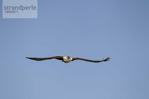 Schreiseeadler (Haliaeetus vocifer) Altvogel im Flug  England  Vereinigtes Königreich  captive