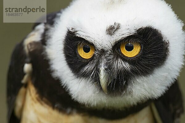 Brillenkauz (Pulsatrix perspicillata) erwachsener Vogel Kopf Portrait  England  Vereinigtes Königreich  Gefangenschaft