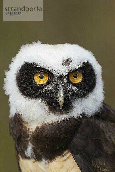 Brillenkauz (Pulsatrix perspicillata) erwachsener Vogel Kopf Portrait  England  Vereinigtes Königreich  Gefangenschaft