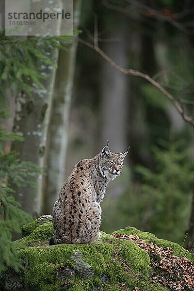 Europäischer Luchs (Lynx lynx)  erwachsenes Tier auf einem moosbewachsenen Felsen sitzend  Bayern  Deutschland  Europa
