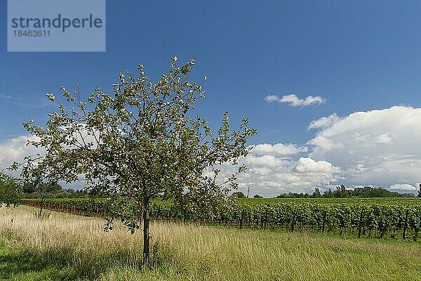 Apfelbaum (Malus domestica) im Weinfeld  rote Äpfel am Baum  Südpfalz  Pfalz  Rheinland-Pfalz  Deutschland  Europa