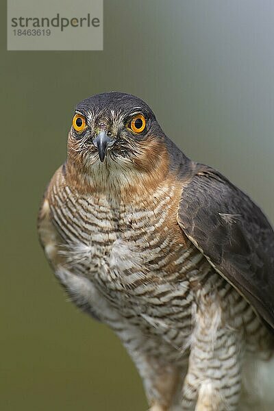 Sperber (Accipiter nisus) erwachsener männlicher Vogel Tierporträt  England  Großbritannien  Europa