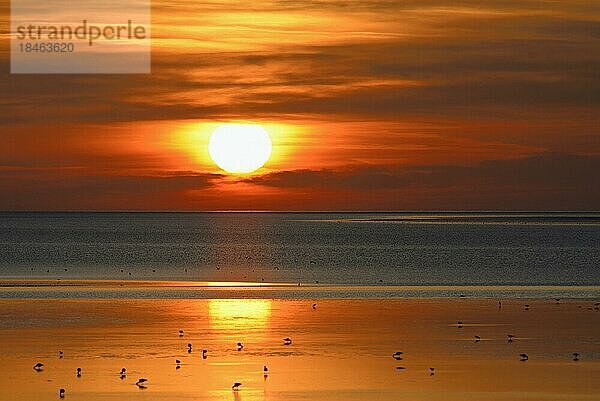 Sonnenuntergang über dem Wattenmeer bei Ebbe  Vögel bei der Nahrungssuche  Nordsee  Norddeich  Niedersachsen  Deutschland  Europa