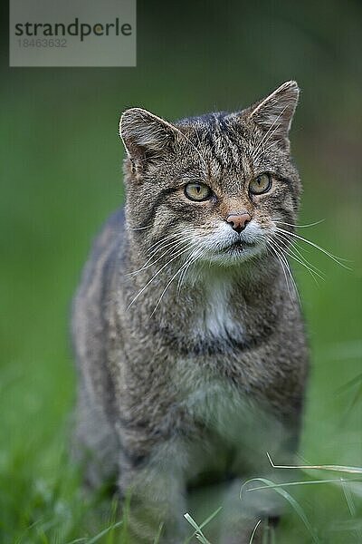 Europäische Wildkatze (Felis silvestris) erwachsenes Tierporträt  Großbritannien  Europa