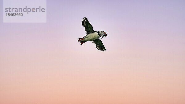 Papageitaucher  Papageientaucher (Fratercula arctica) fliegt am Abendhimmel  Sandaal (AmmodytidaeI) im Schnabel  freistellbar  Naturschutzgebiet Farne Islands  Farne-Inseln  Northumberland  England  Großbritannien  Europa