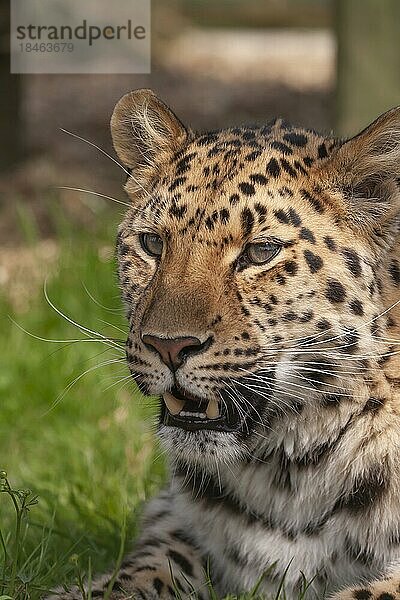 Leopard (Panthera pardus) erwachsenes Tier Kopf Portrait  England  Vereinigtes Königreich  Gefangenschaft