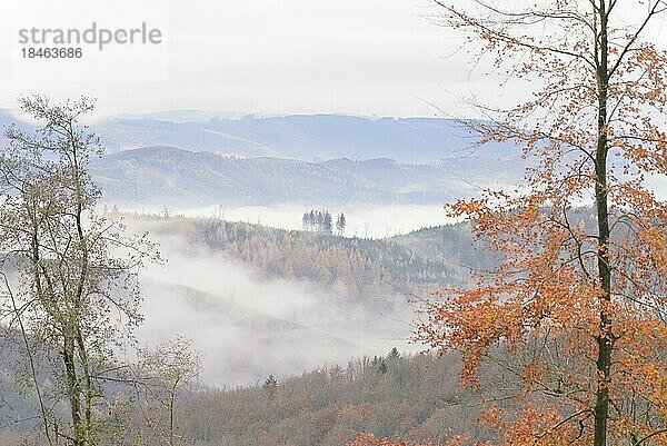 Ausblick über herbstlichen Mischwald und Berghöhen bei aufziehendem Nebel  Naturpark Arnsberger Wald  Nordrhein-Westfalen  Deutschland  Europa