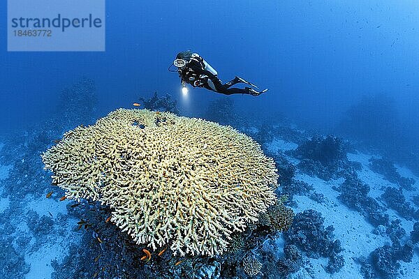 Taucherin  Taucher schwebt über großer Acropora Tischkoralle (Acropora acuminata) Rotes Meer  St. Johns  Marsa Alam  Ägypten  Afrika