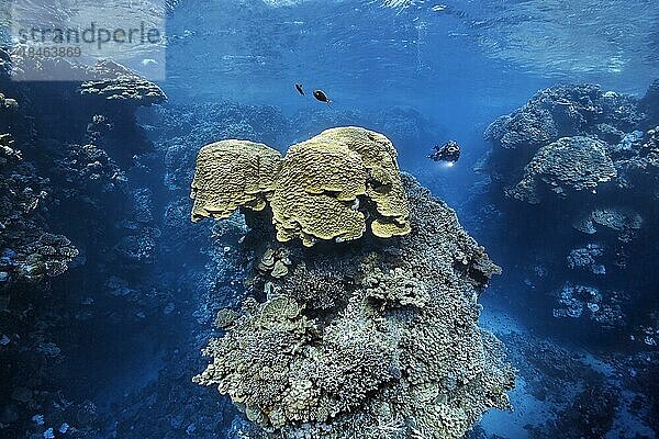 Taucherin  Taucher betrachtet Domkoralle (Porites nodifera) in spektakulär  zerklüftetem  zerklüftet  Korallenriff aus Steinkorallen (Scleractinia) Rotes Meer  St. Johns  Marsa Alam  Ägypten  Afrika