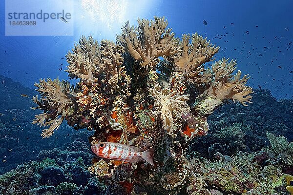 Riff-Großaugenbarsch (Priacanthus hamrur) sucht Schutz unter Korallenstock  Lederkoralle (Sinularia polidactila)  Gegenlicht  Rotes Meer  St. Johns  Marsa Alam  Ägypten  Afrika