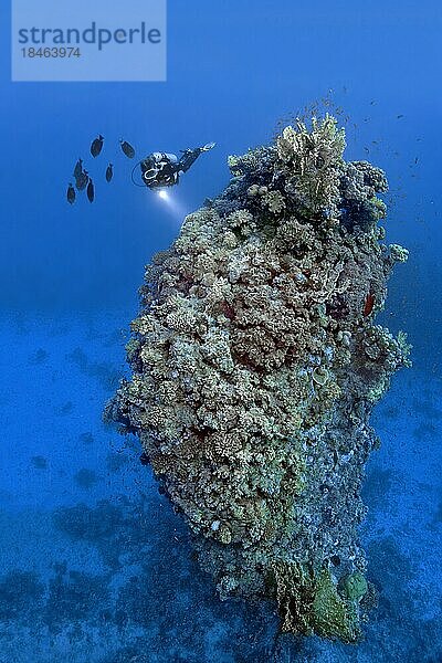 Taucher betrachtet fünfzehn Meter hoch aufragenden Korallenturm aus verschiedenen Steinkorallenarten  Rotes Meer  St. Johns  Ägypten  Afrika