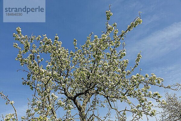 Birnbaumblüte  Xanten  Nordrhein-Westfalen  Deutschland  Europa