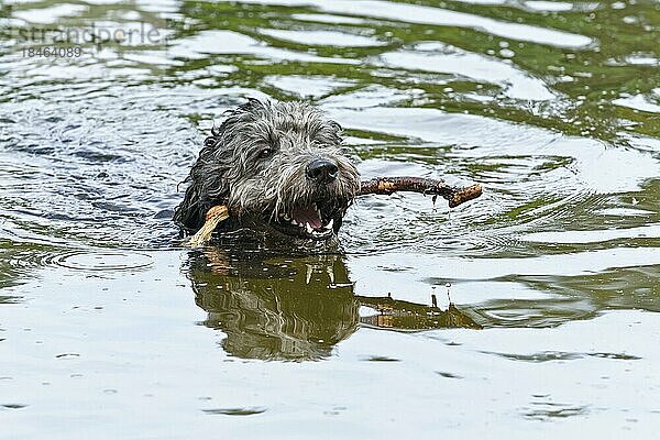 Labradoodle (Canis lupus familiaris) apportiert Stöckchen im Teich  Deutschland  Europa