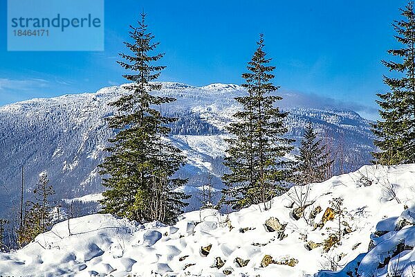 Verschneite Landschaft mit Tannen vor Mt. McKenzie  Revelstoke  British Columbia  Kanada  Nordamerika