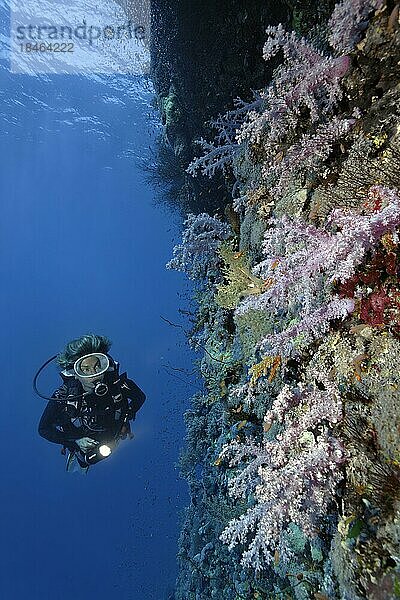 Taucherin  Taucher an Korallenriff-Steilwand  vertikal  betrachtet Klunzingers (Dendronephthya klunzingeri) Weichkorallend hängend  Rotes Meer  St. Johns  Marsa Alam  Ägypten  Afrika