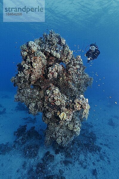 Taucher betrachtet fünfzehn Meter hoch aufragenden Korallenturm aus verschiedenen Steinkorallenarten  Rotes Meer  St. Johns  Ägypten  Afrika