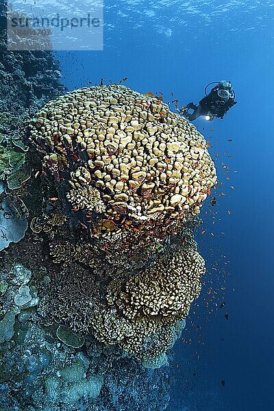 Korallenriff-Steilwand mit Taucher  taucherun und großer Domkoralle (Portes nodifera) mit Schwarm Fahnenbarsche (Anthiinae)  Rotes Meer  St. Johns  Marsa Alam  Ägypten  Afrika