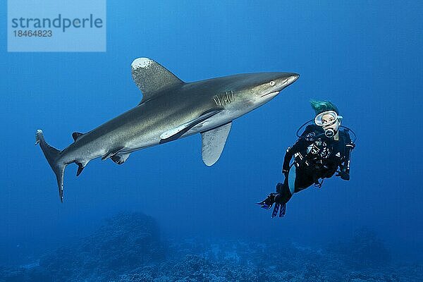 Taucherin  Taucher  beobachtet Weißspitzen-Hochseehai (Carcharhinus longimanus)  Rotes Meer  Daedalus Riff  Marsa Alam  Ägypten  Afrika