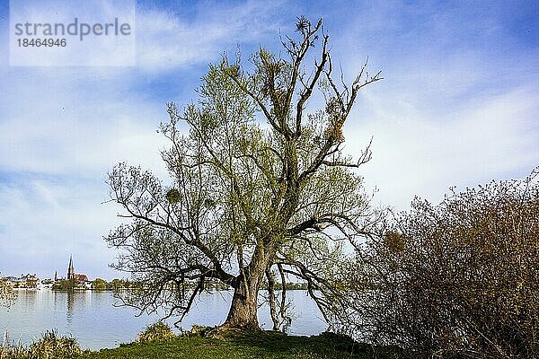 Baum am Ufer des Schweriner Sees  an Adebors Näs  mit Blick auf den Dom St. Marien und St. Johannis und Marstall  Schwerin  Mecklenburg-Vorpommern  Deutschland  Europa