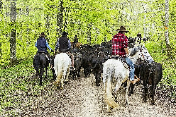 Büffel Auftrieb auf der Schwäbischen Alb  Albbüffel (Bubalus Albensis) werden auf die Sommerweide getrieben  Meidelstetten  Hohenstein  Baden-Württemberg  Deutschland  Europa